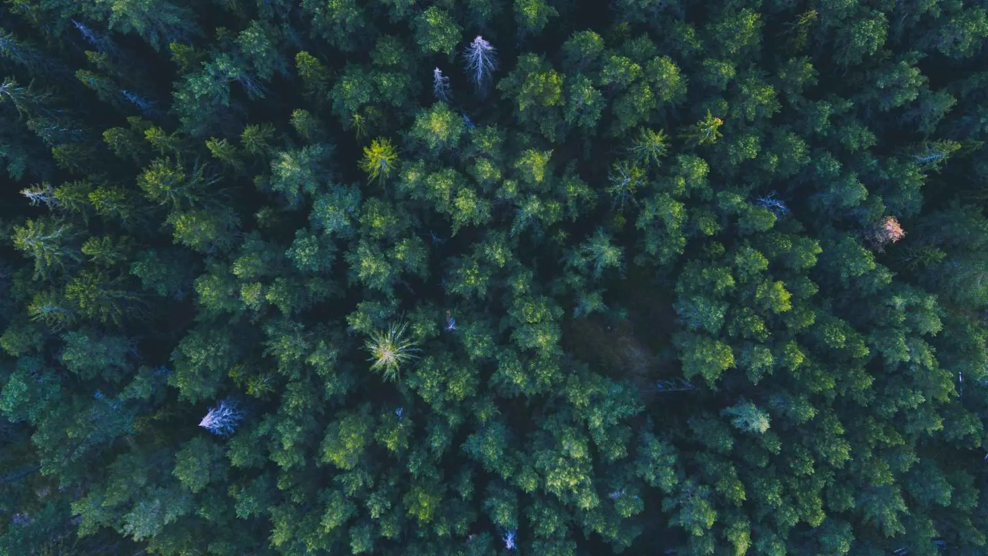 Climate and environment